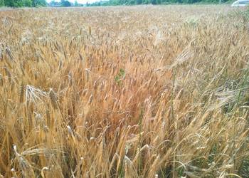 Pszenżyto, pszenica, jeczmien, owies, tatarka, łubin