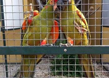 Ara różowooka rubrogenys