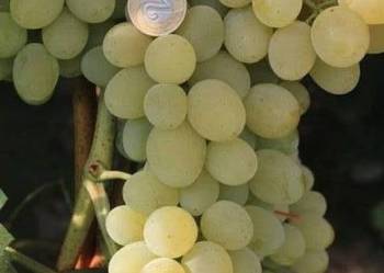 Winorośl deserowa Piesnia. Sadzonki winorośli. Winorośl deserowa Piesnia. Sadzonki winorośli.