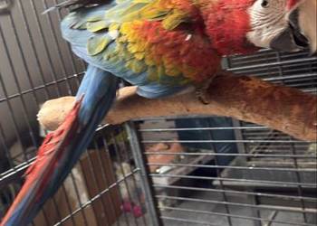 Ara Tropicana F2 samiczka (0.1) papuga