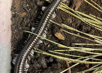 wij z Wietnamu (Remulopygus brevispinus /Balustreptus fasciatus)