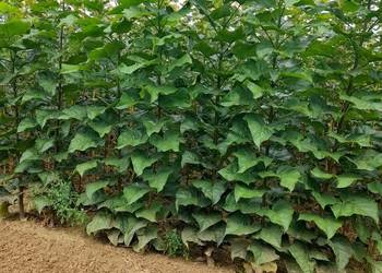 Klon morwa katalpa - catalpa modrzew podkładki do szczepienia