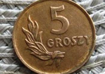 Polska 5 gr 1949r---Brąz