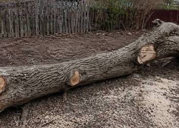 Kłoda orzech włoski
