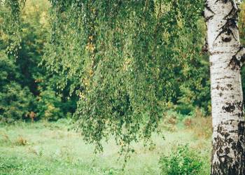 Brzoza brodawkowata (Betula pendula) obwód 10-12 cm, z gruntu – HURT