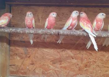 Papugi lilianki para