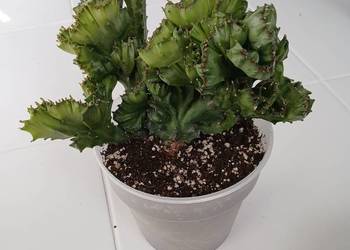 Euphorbia lactea cristata green kolekcjonerski wilczomlecz