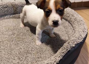 Jack Russell terrier