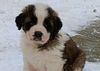 Szczeniaki Bernardyna