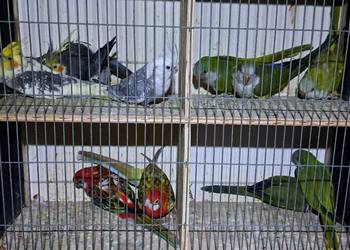 Sprzedam papugi widoczne na zdjęciach