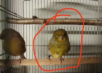 Sprzedam kanarka glostera