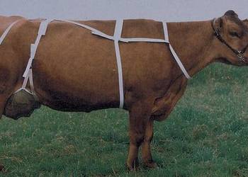 Siatka na wymiona, roz. XL 1579060418