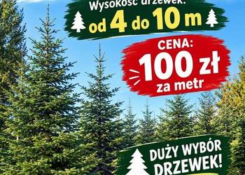 Wysoka choinka JODŁA KAUKASKA 4-10 m prosto z plantacji! DO BIURA/HOTELU