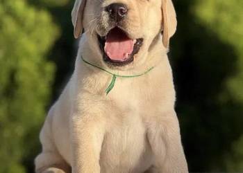 Piękny szczeniak labradora