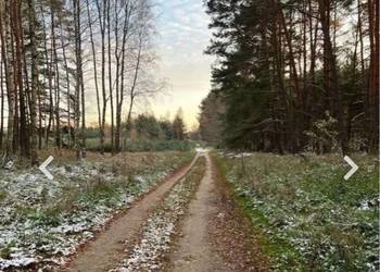 Działka z drzewostanem dostęp do drogi.