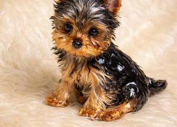 Sprzedam pieska yorka