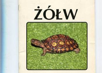 Żółw