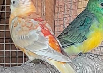 Świergotki zmienią woliere