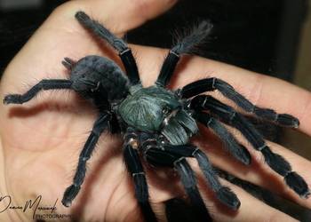 Rzadkie ptaszniki Kraków