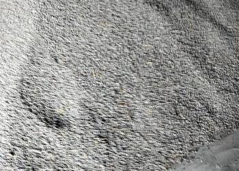 Łubi wąskolistny niebieski