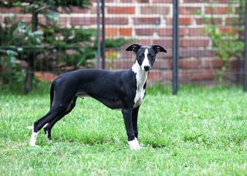Chart angielski whippet