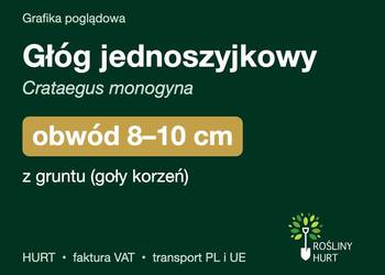 Głóg jednoszyjkowy (Crataegus monogyna) obwód 8-10 cm, z gruntu – HURT