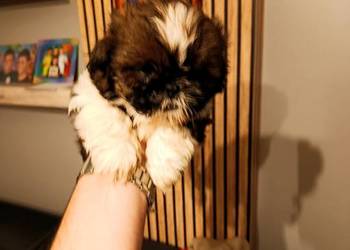 Shih tzu