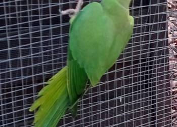 Aleksandretty samice 2024