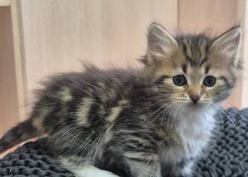 Syberyjska kotka NIKA rodowód FIFE FPL