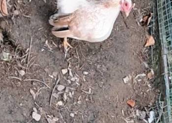 Kurki sarama malezyjska