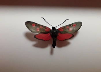 Motyl w ramce 10x8cm Zygaena trifolii - Kraśnik pięcioplamek