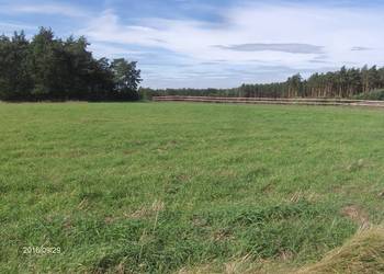 Wydzierżawię  7,5 hektara gruntów rolnych w Kraśniku Dolnym