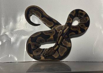 Python regius (pyton królewski) samica