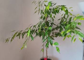 Fikus beniamin - żywy , zdrowy