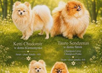 Szczeniaki# pomeranian # ZKwP/FCI