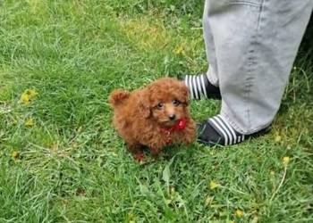 Pudel Toy/Miniaturka śliczny pudelek red piesek