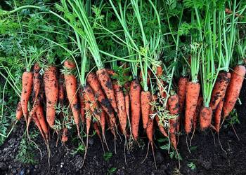 Marchew jadalna, marchew odpadowa pakowana marchewka