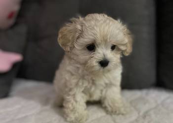 Piesek Maltipoo