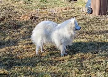 Szpic niemiecki średni biały rodowód ZKwP FCI
