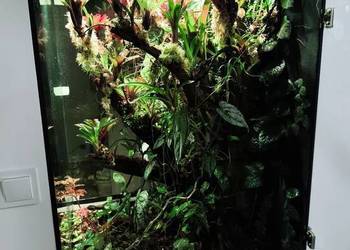 Rośliny do terrarium, Marcgravia,Solanum neoregelia