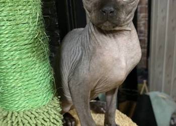 Sfinks Kanadyjski. Do odbioru kocurek. Rodowód