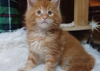 Maine Coon kocurek Rodowód fpl