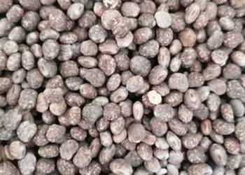 Łubin gorzki zbiór 2025