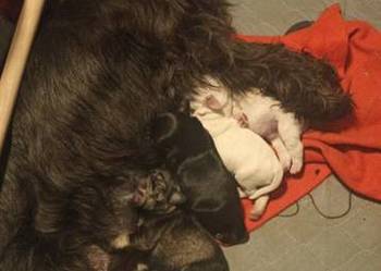 Sznaucerki szukają nowego domu