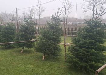 Jodla kaukaska choinki świerk doniczka