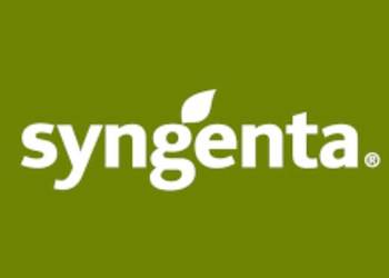 SY Freyja - nasiona kukurydzy Syngenta