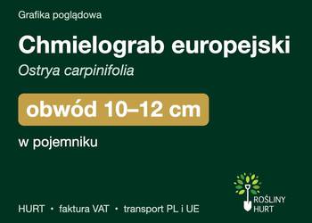Chmielograb europejski obwód 10-12 cm, w pojemniku – HURT
