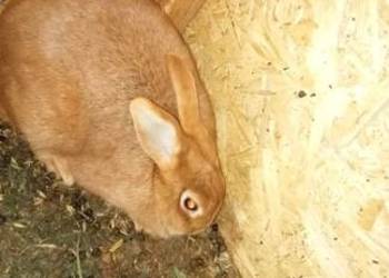 Sprzedam kotne królice