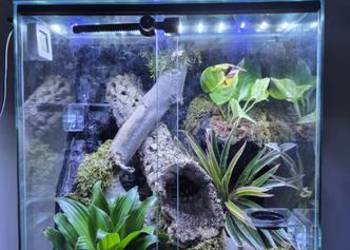 Gekon orzęsiony z terrarium bioaktywnym + suplementy