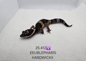 Eublepharis hardwickii (gekon)